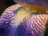 Iris Closeup_DSCF03274-7